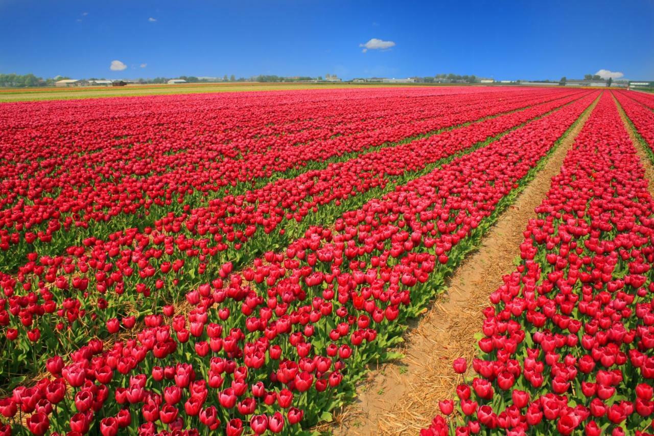 Het Dobbertje, Charmant Houten Huisje Sint Maartensvlotbrug Dış mekan fotoğraf
